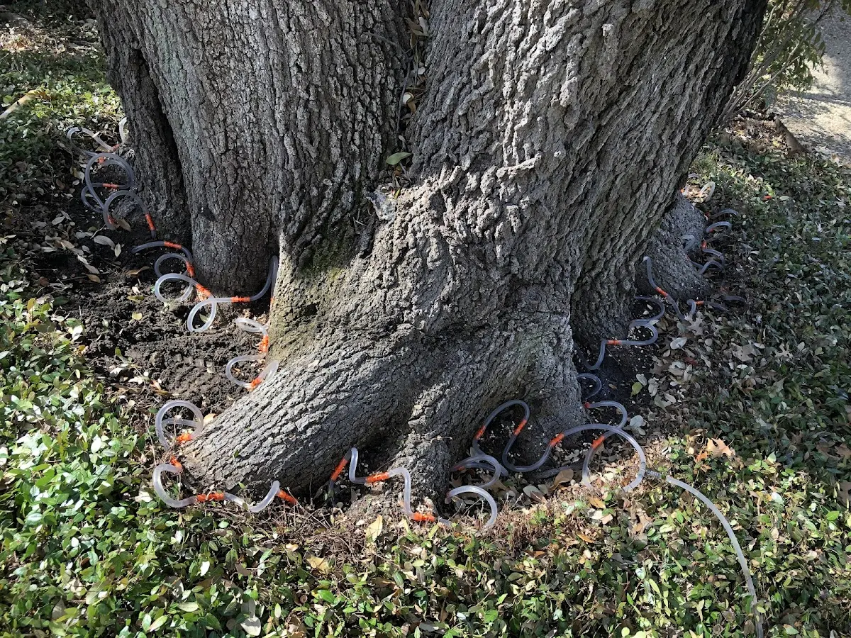 Detailed Tree Cabling and Bracing job site in Southport