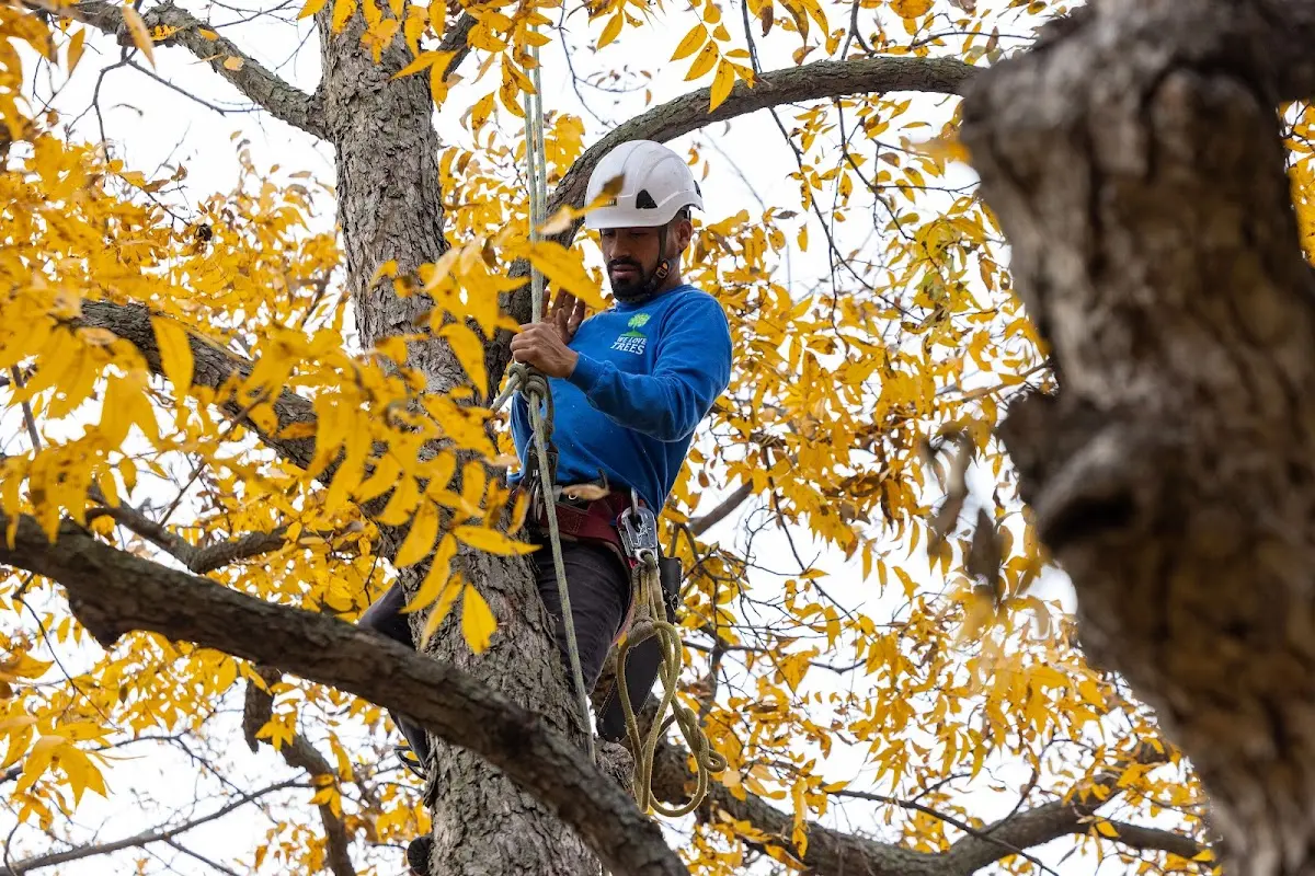 Skilled Tree Planing crew working in Southport