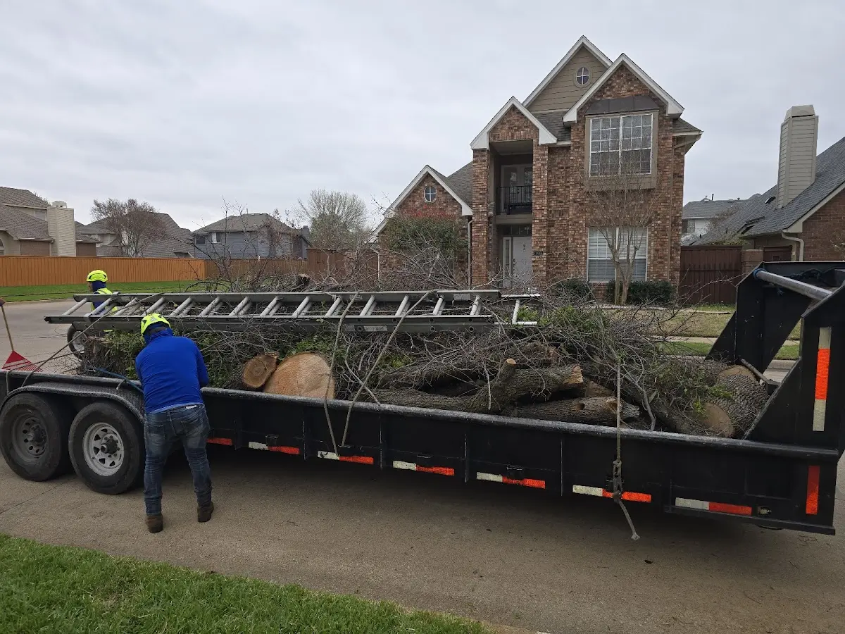 Expert Tree Removal with proper safety equipment in Southport
